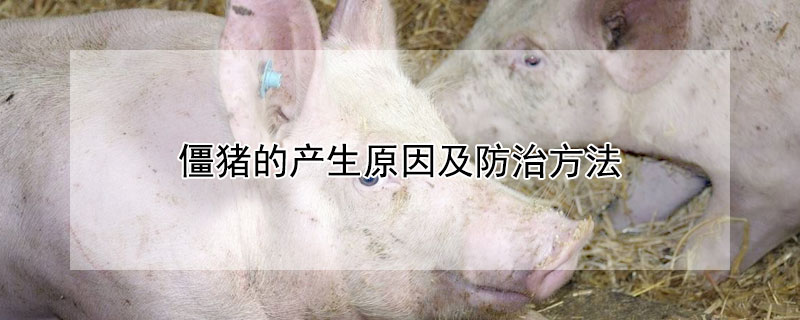 僵豬的產生原因及防治方法