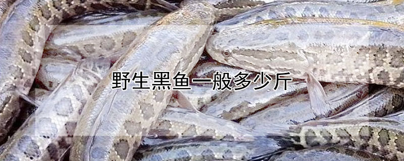 野生黑魚一般多少斤