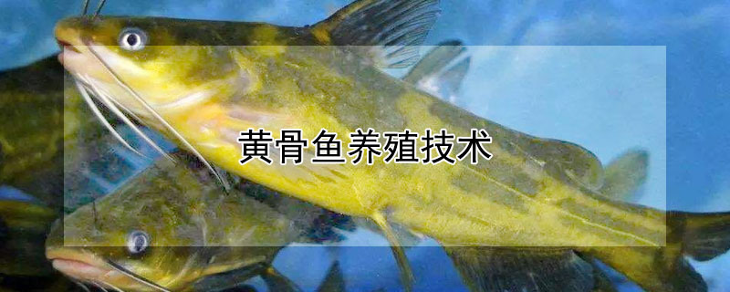 黃骨魚養殖技術