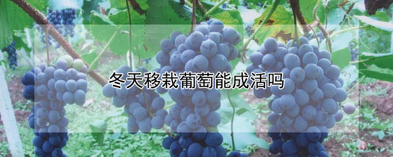 冬天移栽葡萄能成活嗎