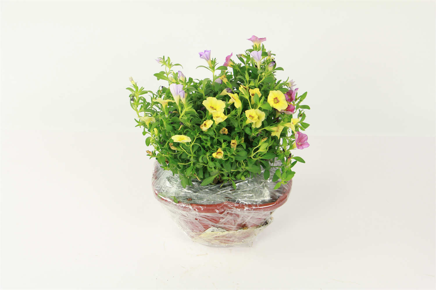 百萬小鈴 百萬小鈴的摘心方法