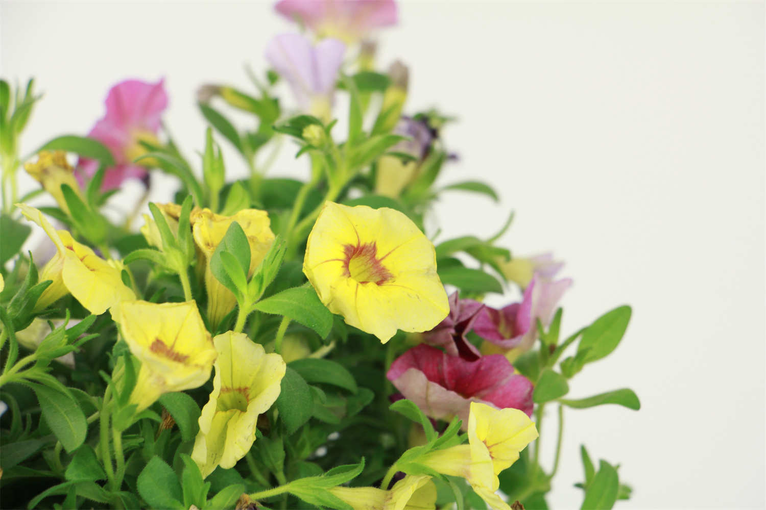 百萬小鈴 百萬小鈴的摘心方法