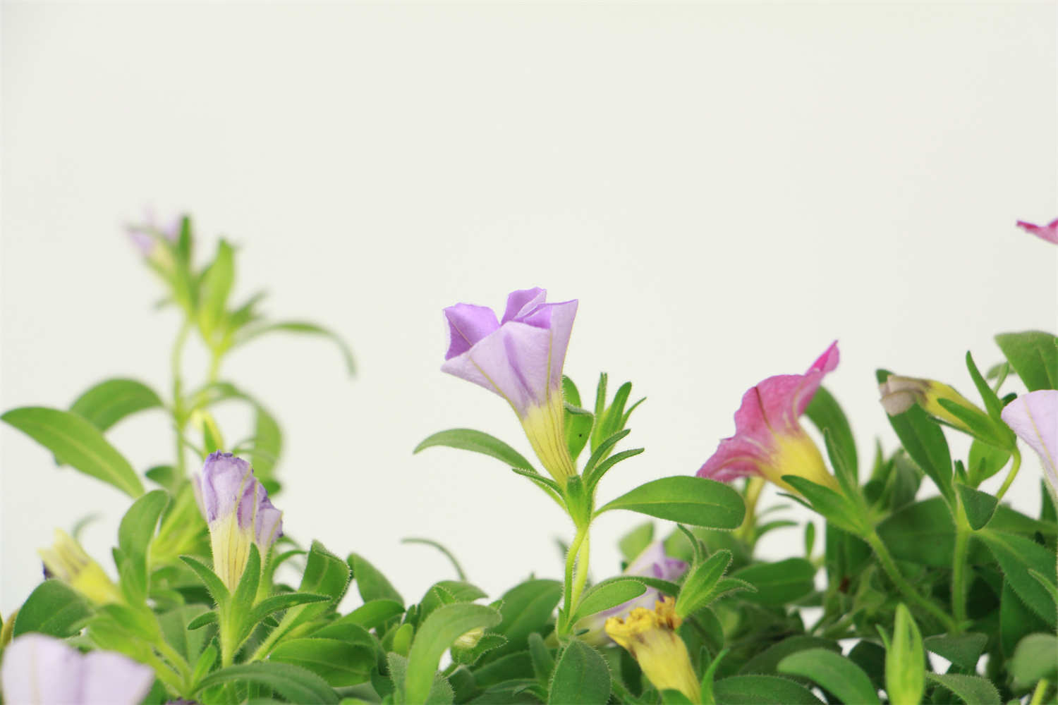 百萬小鈴 百萬小鈴的摘心方法