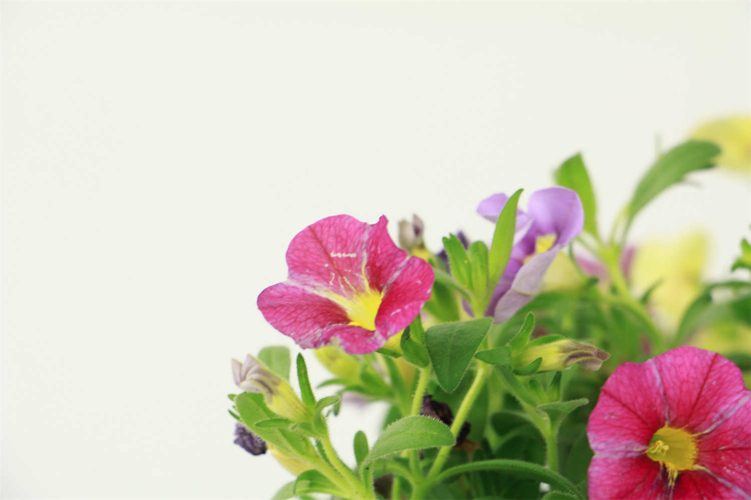 百萬小鈴 百萬小鈴的摘心方法