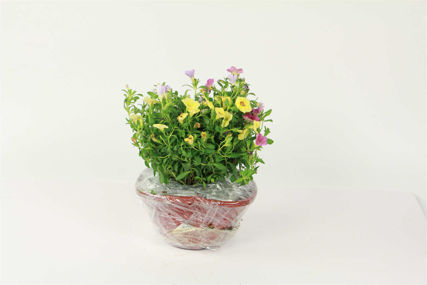 百萬小鈴 百萬小鈴的摘心方法