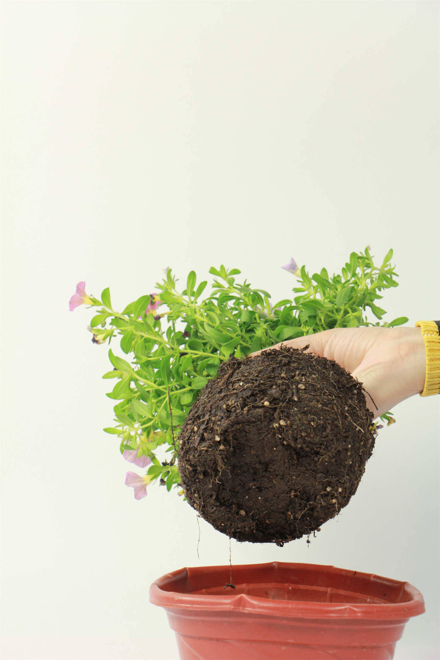 百萬小鈴 百萬小鈴的摘心方法