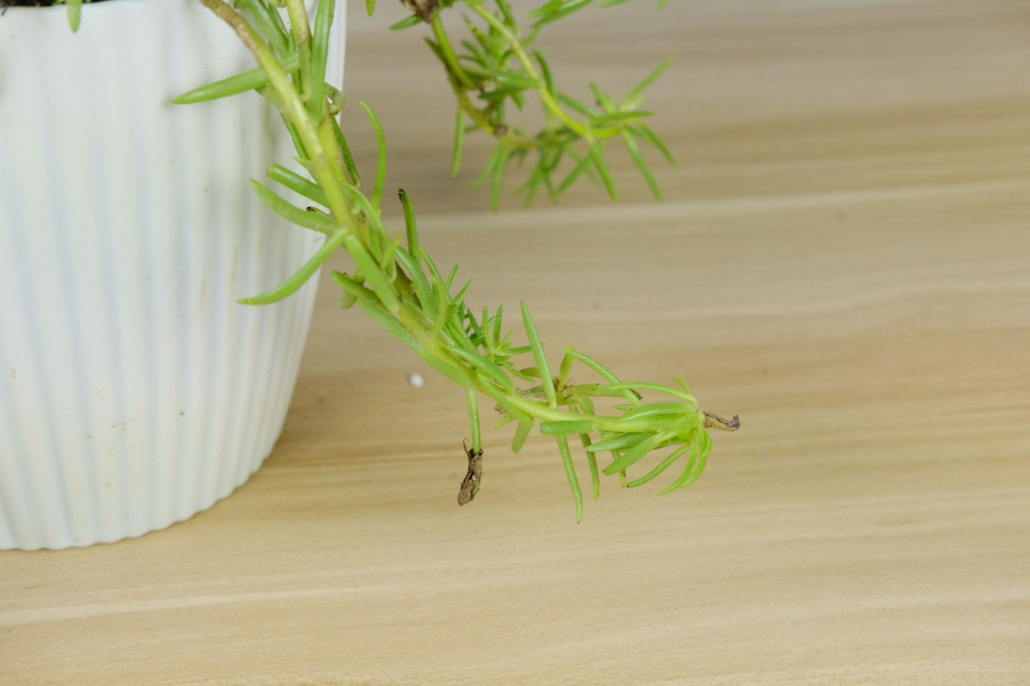 太陽花 太陽花爛根怎麼處理