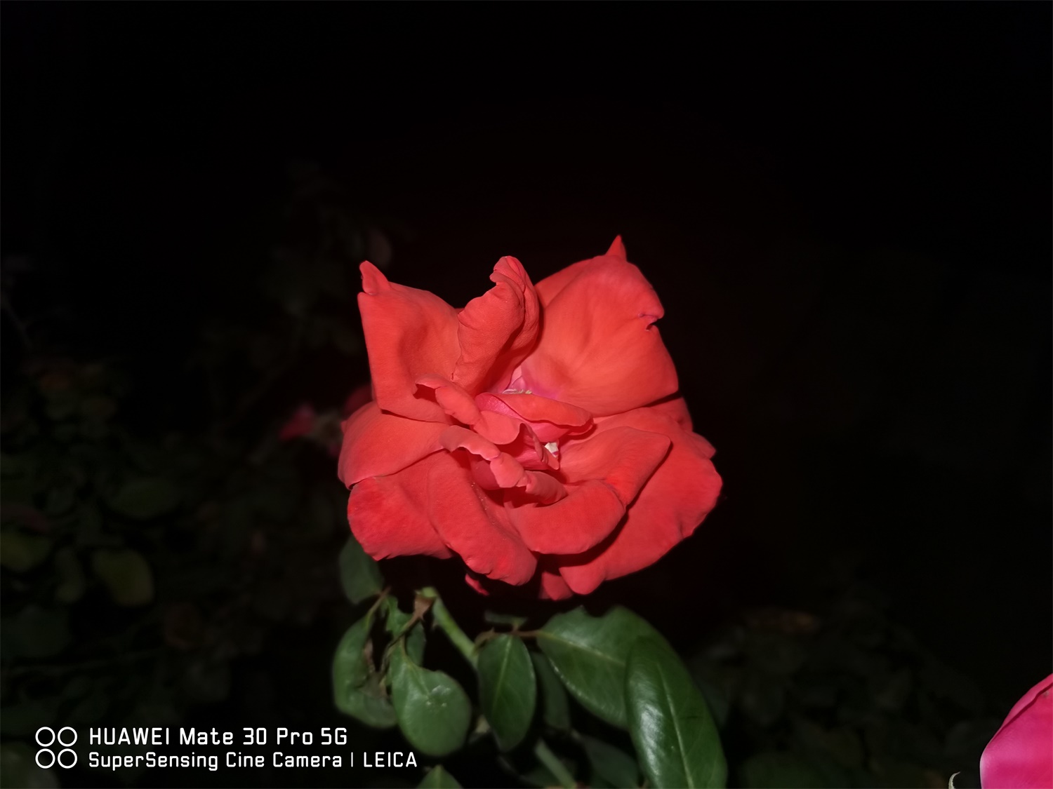 月季 月季花的蟲害及其防治