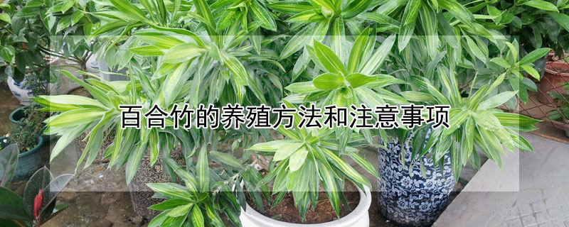 百合竹的養殖方法和注意事項