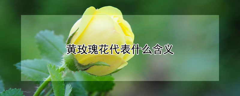 黃玫瑰花代表什麼含義