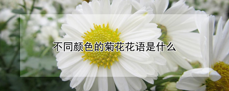 不同顏色的菊花花語是什麼
