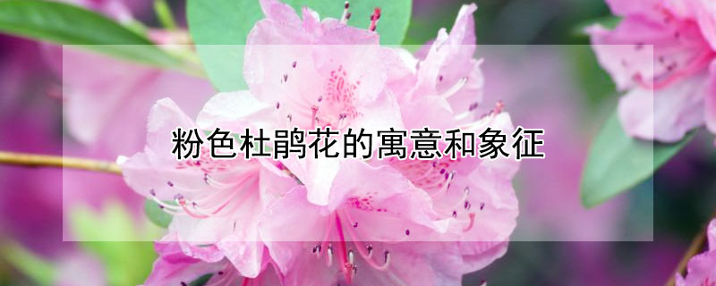 粉色杜鵑花的寓意和象征