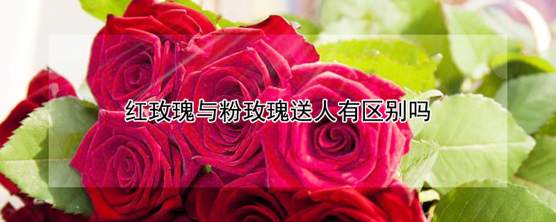 紅玫瑰與粉玫瑰送人有區別嗎