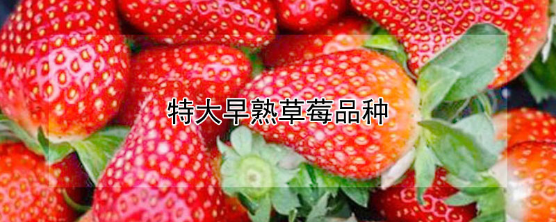 特大早熟草莓品種