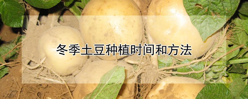 冬季土豆種植時間和方法