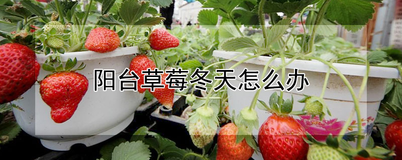陽台草莓冬天怎麼辦