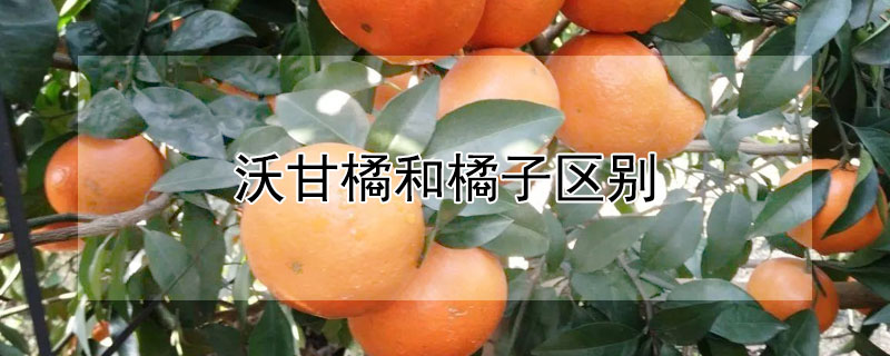 沃甘橘和橘子區別