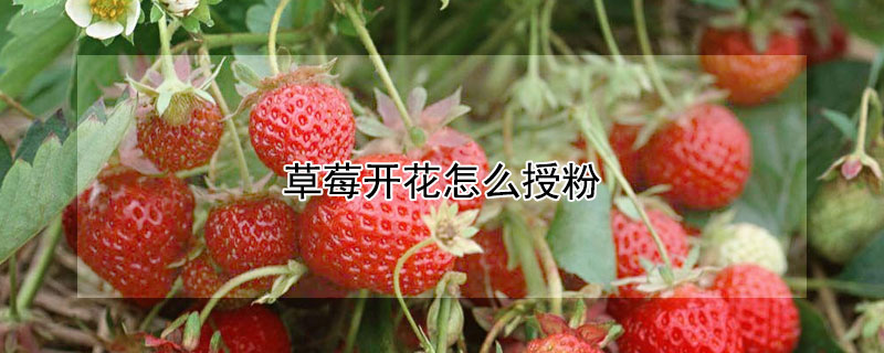 草莓開花怎麼授粉