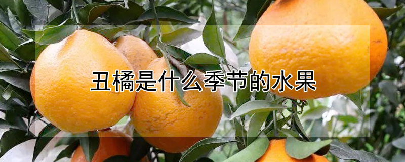 醜橘是什麼季節的水果