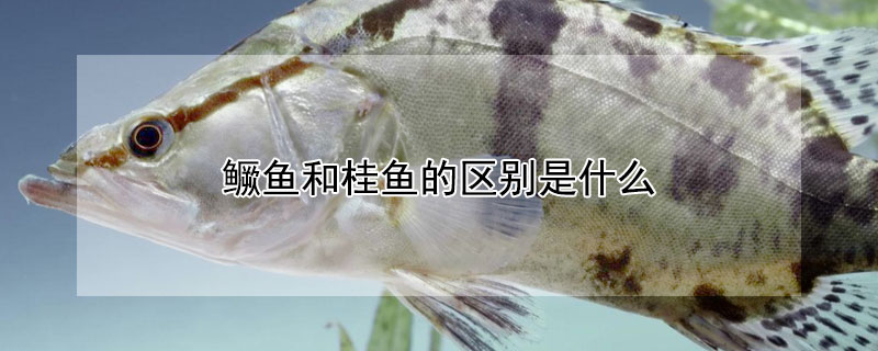 鱖魚和桂魚的區別是什麼