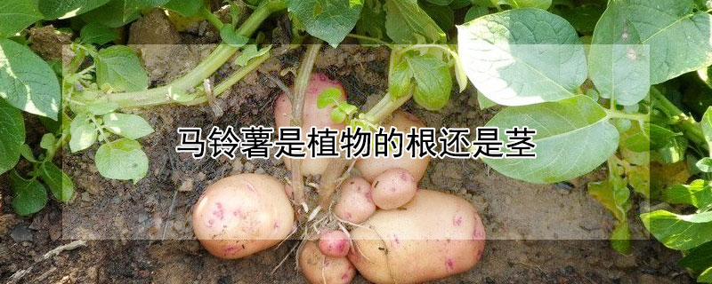 馬鈴薯是植物的根還是莖