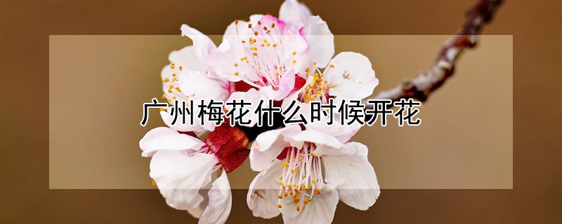 廣州梅花什麼時候開花