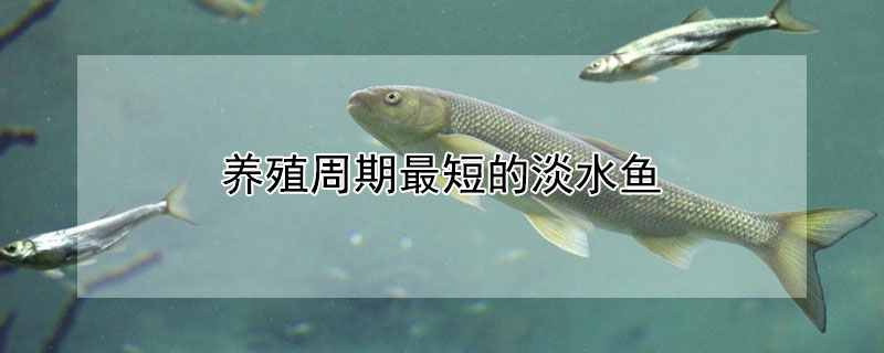 養殖周期最短的淡水魚