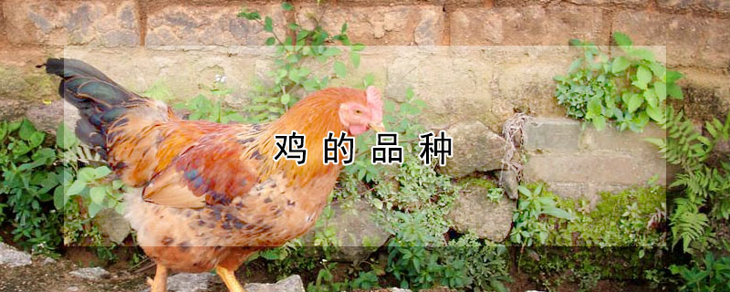 雞的品種