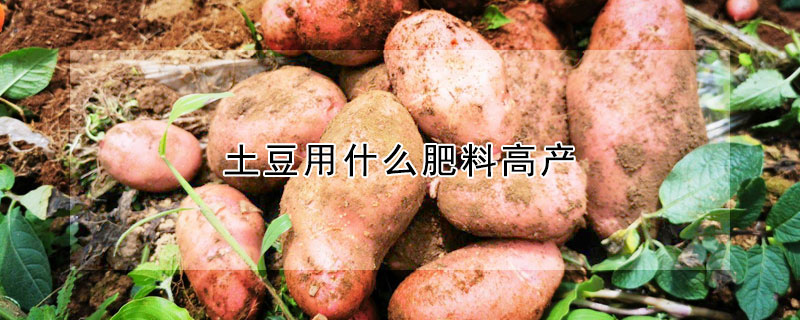 土豆用什麼肥料高產