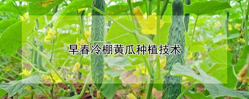 早春冷棚黃瓜種植技術