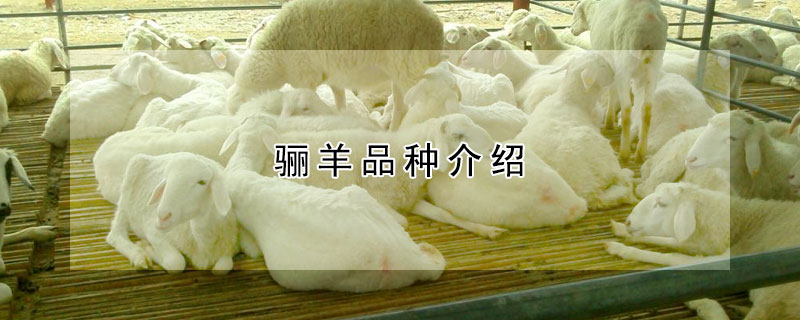 驪羊品種介紹