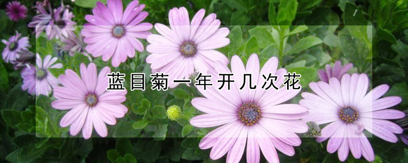藍目菊一年開幾次花