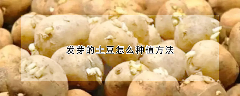 發芽的土豆怎麼種植方法