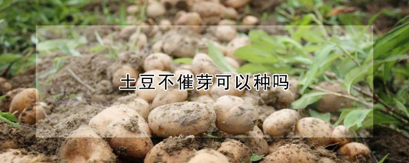 土豆不催芽可以種嗎