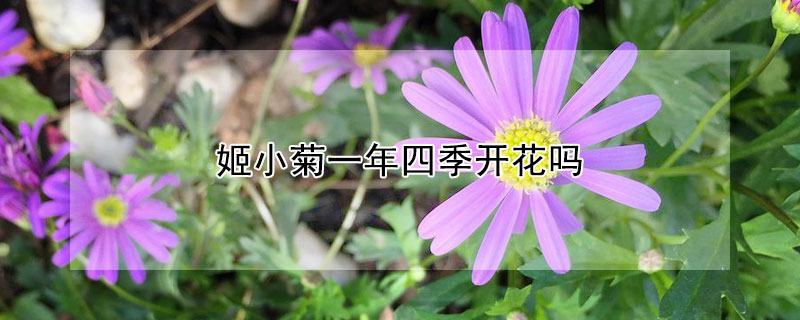 姬小菊一年四季開花嗎