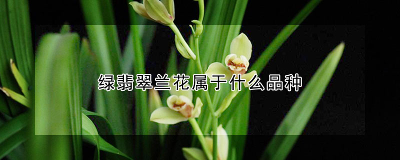 綠翡翠蘭花屬於什麼品種