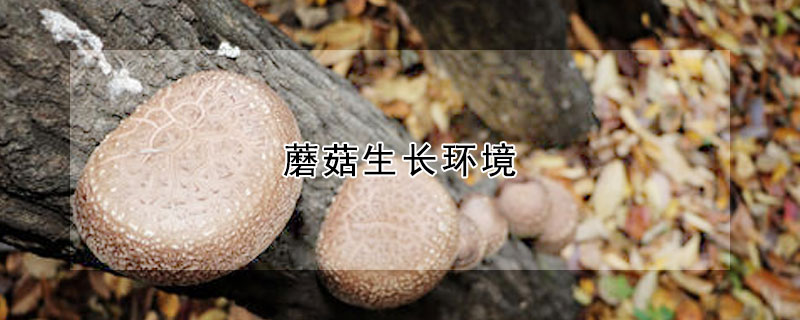 蘑菇生長環境