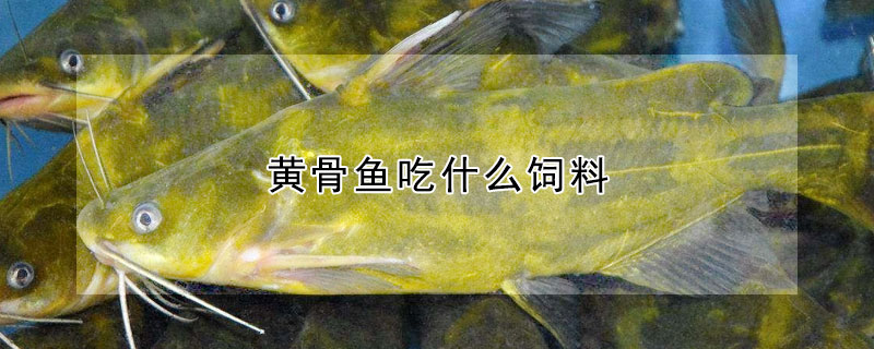 黃骨魚吃什麼飼料