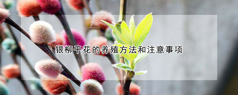 銀柳幹花的養殖方法和注意事項