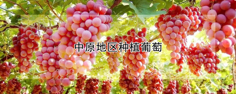 中原地區種植葡萄