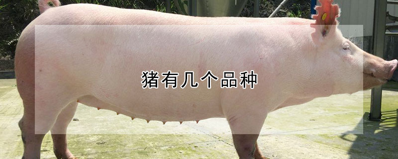 豬有幾個品種