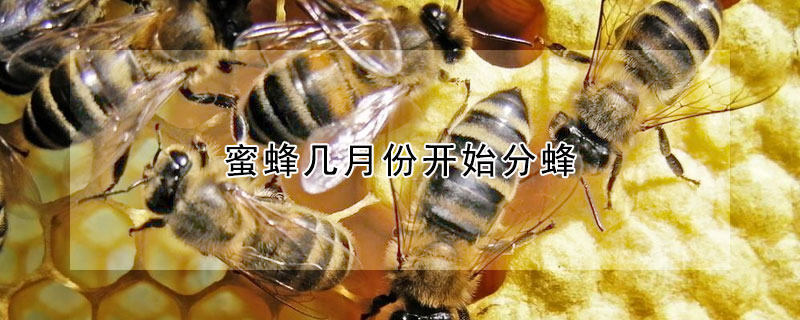 蜜蜂幾月份開始分蜂