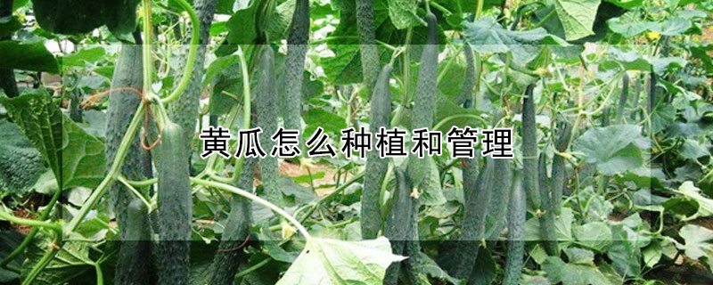 黃瓜怎麼種植和管理