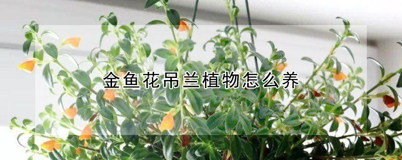 金魚花吊蘭植物怎麼養