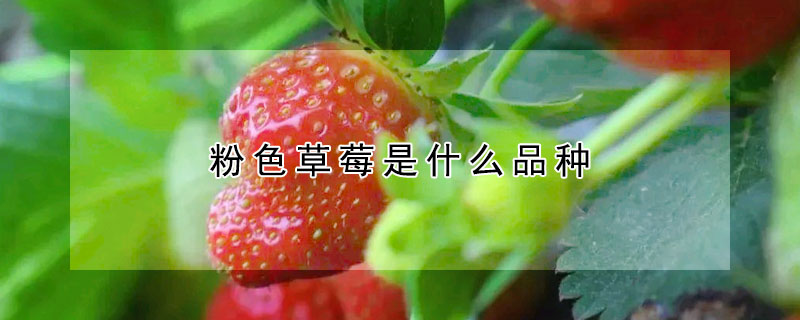 粉色草莓是什麼品種