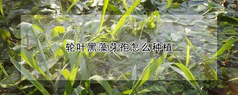 輪葉黑藻芽孢怎麼種植