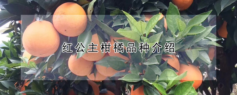 紅公主柑橘品種介紹