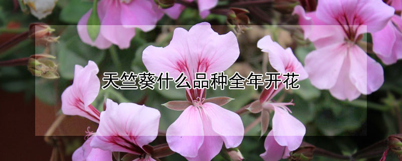 天竺葵什麼品種全年開花