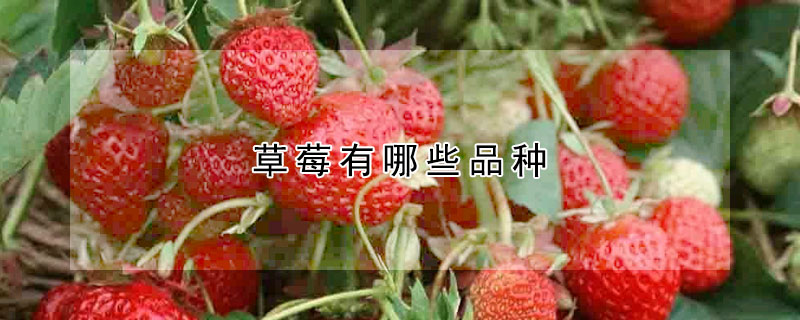 草莓有哪些品種