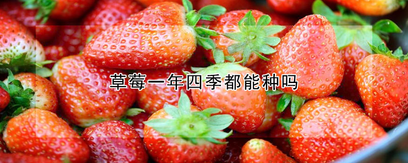 草莓一年四季都能種嗎